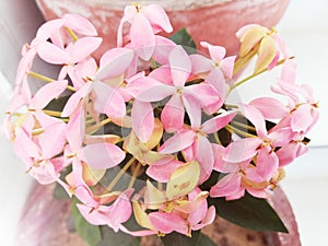 Beautiful Rhodohypoxis Baurii, the red star, rosy posy