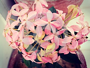 Beautiful Rhodohypoxis Baurii,  the red star, rosy posy