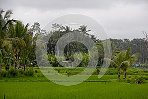 Beautiful rice farmland on Bali, Indonesia