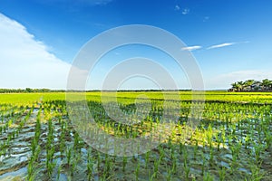 Beautiful rice field