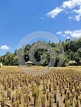 the beautiful rice field atmosphere when the rice harvest season arrives photo