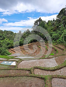 Beautiful rice field in Belimbing Village Bali.