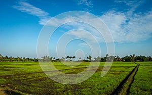 Beautiful rice field with blue sky and Coconut tree forest