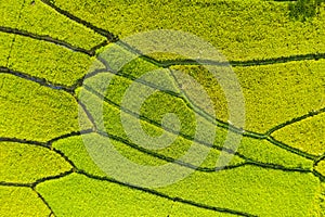 Beautiful rice field terraces with green paddy