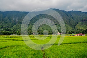 Beautiful Rice field view of Lake Toba, Samosir Island, North Sumatra, Indonesia