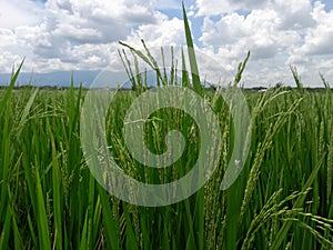 beautiful rice field views