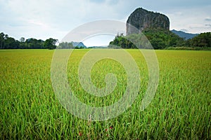 Beautiful Rice fields of green with mountain