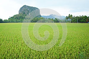 Beautiful Rice fields of green with mountain