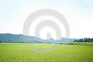 Beautiful Rice fields of green with mountain
