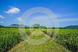 Beautiful Rice fields of green with mountain