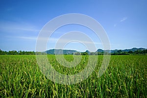 Beautiful Rice fields of green with mountain