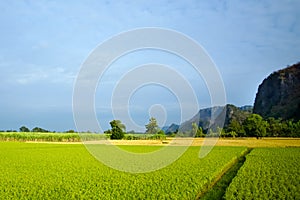 Beautiful Rice fields of green with mountain