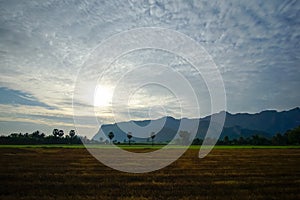 Beautiful Rice fields of green with mountain