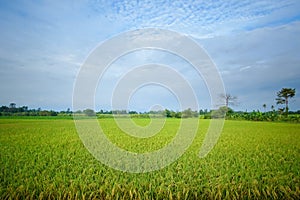 Beautiful Rice fields of green with mountain