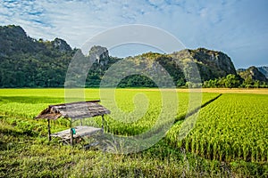 Beautiful Rice fields of green with mountain