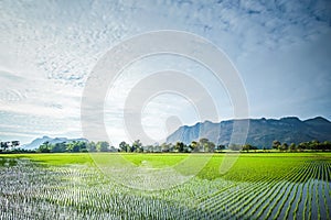 Beautiful Rice fields of green with mountain