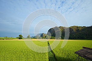 Beautiful Rice fields of green with mountain