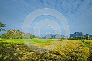 Beautiful Rice fields of green with mountain