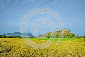 Beautiful Rice fields of green with mountain