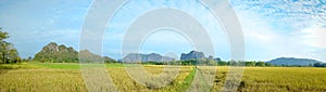 Beautiful Rice fields of green with mountain