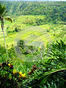 Beautiful rice fields, rice fields in Bali