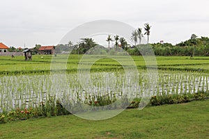 Beautiful Rice fields in the Seminyak area, Bali, Indonesia