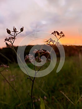 beautiful rice fields and sunrisebeautiful flower , a beautiful morning