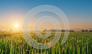Beautiful rice fields and sunrise sky background. Landscape view over paddy field on sunrise time