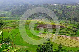 Beautiful rice fields, Tegal regency, indonesia. photo