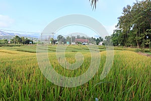 Beautiful rice fields in the Thai