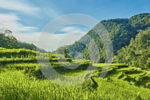 Beautiful rice fields. West Sumatra, Indonesia.