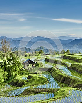 Beautiful rice fields. West Sumatra, Indonesia.