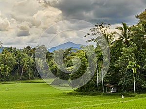 Beautiful rice fields in West Sumatra