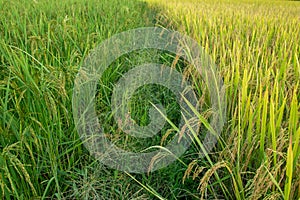 Beautiful rice fields yellow and green in Thailand