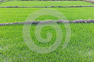 Beautiful rice green fields in the countryside