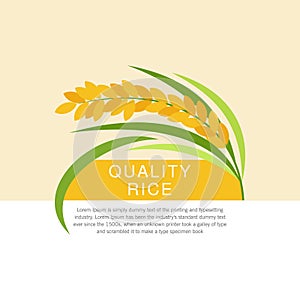 Beautiful rice paddy vector design photo