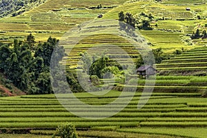 Beautiful rice terrace field on hill in Northern Vietnam