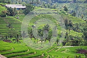 Beautiful Rice Terraces, Bali, Indonesia