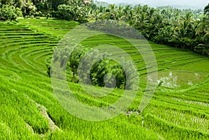 Beautiful rice terraces on Bali, Indonesia