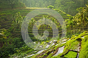 Beautiful rice terraces in the moring light, Bali, Indonesia