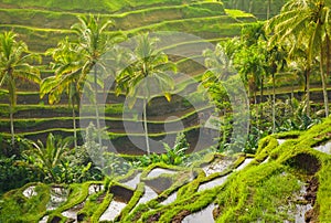 Beautiful rice terraces in the moring light, Bali, Indonesia