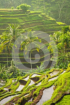 Beautiful rice terraces in the moring light, Bali, Indonesia