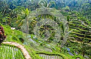 Beautiful rice terraces in the morning at Tegallalang