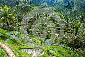 Beautiful rice terraces in the morning at Tegallalang village, Ubud, Bali
