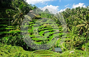 Beautiful rice terraces in the morning at Tegallalang village, Ubud, Bali