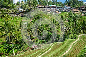 Beautiful rice terraces in the morning at Tegallalang village, Ubud, Bali