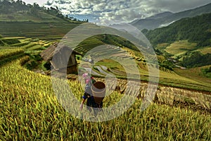 Beautiful rice terraces, in Mu cang chai ,Yenbai, Vietnam photo