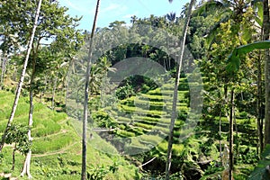 Beautiful rice terraces near Tegallalang village, Ubud, Bali, Indonesia photo