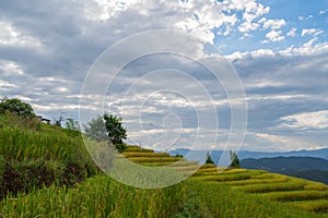 Beautiful rice terraces in Pa Bong Piang