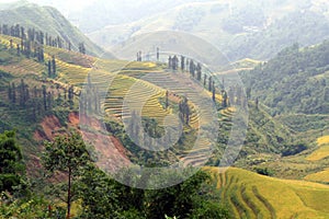 Beautiful rice terraces in Sapa, Vietnam photo